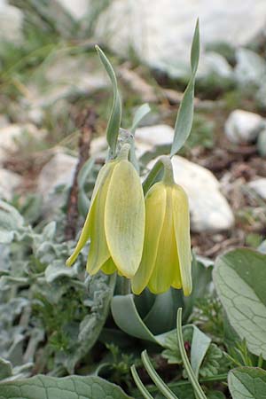 Fritillaria carica \ Karische Schachblume / Carian Fritillary, Samos Lazaros in Mt. Ambelos 12.4.2017