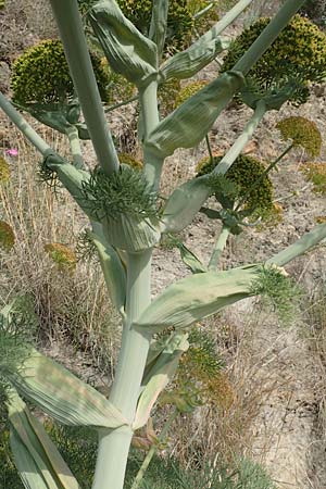 Ferula tingitana \ Tanger-Riesen-Fenchel / Tangier Giant Fennel, Samos Spatharei 17.4.2017