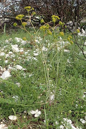 Ferulago humilis \ Niedrige Birkwurz, Samos Mytilini 10.4.2017