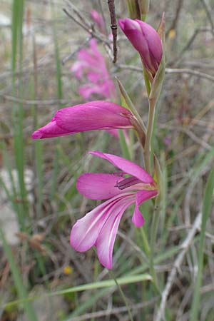 Gladiolus anatolicus / Anatolian Gladiolus, Samos Spatharei 17.4.2017