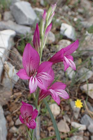 Gladiolus anatolicus \ Trkische Gladiole / Anatolian Gladiolus, Samos Spatharei 17.4.2017