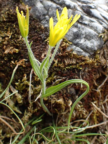 Gagea bohemica \ Bhmischer Felsen-Gelbstern, Samos Lazaros in Mt. Ambelos 12.4.2017