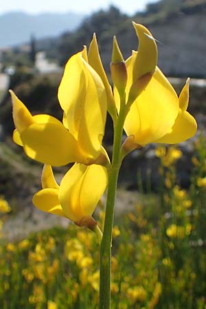 Spartium junceum \ Pfriemen-Ginster / Spanish Broom, Samos Potami 15.4.2017