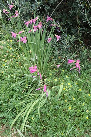 Gladiolus illyricus \ Illyrische Siegwurz, Samos Spatharei 17.4.2017