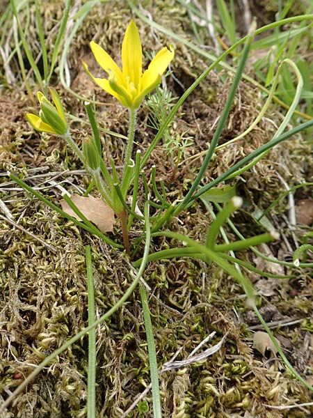 Gagea peduncularis \ Langstieliger Gelbstern / Stalked Star of Bethlehem, Samos Mt. Ambelos 12.4.2017