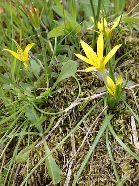 Gagea peduncularis \ Langstieliger Gelbstern / Stalked Star of Bethlehem, Samos Mt. Ambelos 12.4.2017