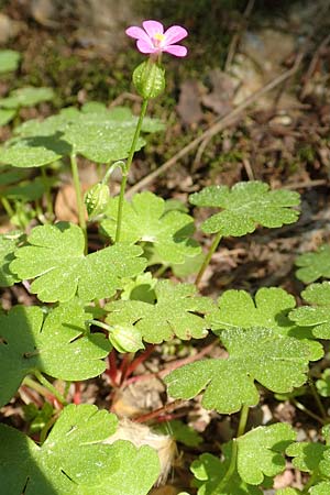 Geranium lucidum \ Glnzender Storchschnabel / Shining Crane's-Bill, Samos Ambelos 14.4.2017