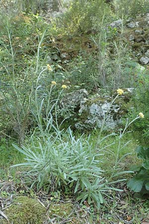 Helichrysum orientale \ Orient-Strohblume, Samos Ambelos 14.4.2017