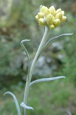 Helichrysum orientale \ Orient-Strohblume, Samos Ambelos 14.4.2017