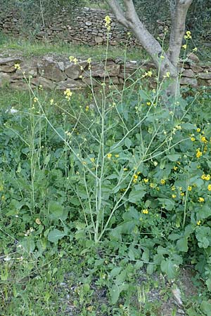 Hirschfeldia incana \ Grau-Senf / Shortpod Mustard, Buchanweed, Samos Myloi 13.4.2017