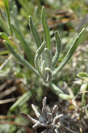 Helichrysum stoechas \ Wohlriechende Strohblume, Samos Kamara 16.4.2017