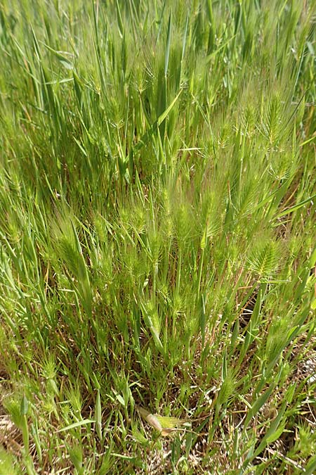 Hordeum marinum \ Strand-Gerste, Samos Mykali 19.4.2017