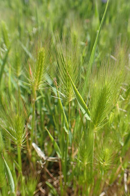 Hordeum marinum \ Strand-Gerste / Sea Barley, Samos Mykali 19.4.2017