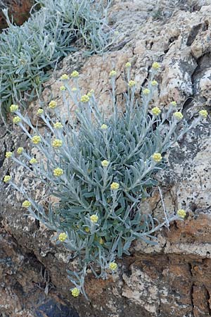Helichrysum orientale \ Orient-Strohblume, Samos Potami 15.4.2017