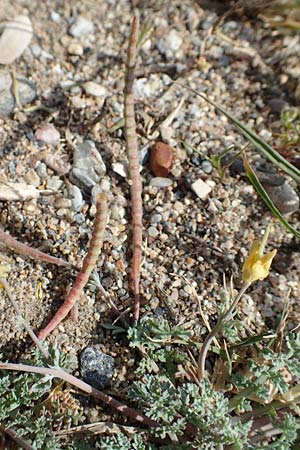 Hypecoum torulosum \ Strand-Lappenblume / Sea Hypecoum, Samos Ireon 13.4.2017