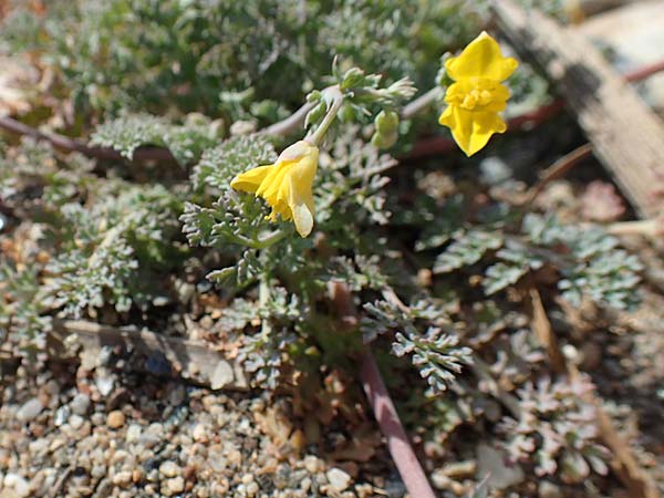 Hypecoum torulosum \ Strand-Lappenblume / Sea Hypecoum, Samos Ireon 13.4.2017