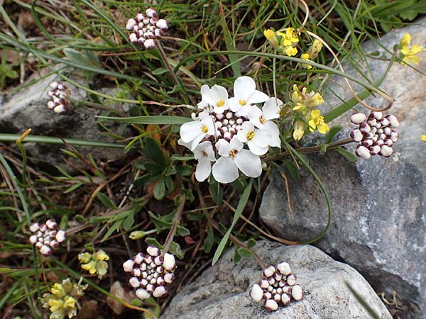 Iberis carnosa \ Fleischige Schleifenblume / Pruit's Candytuft, Samos Lazaros in Mt. Ambelos 12.4.2017