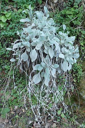 Inula verbascifolia subsp. heterolepis \ Anatolischer Alant, Samos Stavrinides 14.4.2017