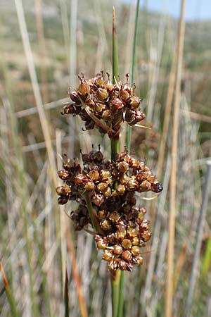 Juncus acutus / Spiny Rush, Samos Pythagorio 13.4.2017