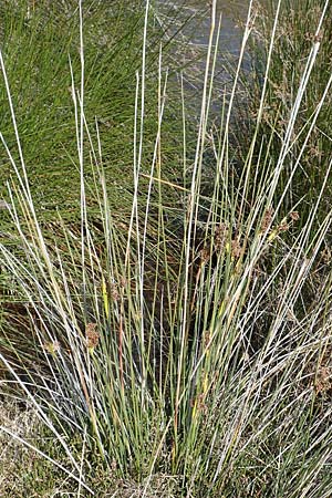 Juncus acutus \ Stechende Binse / Spiny Rush, Samos Pythagorio 13.4.2017