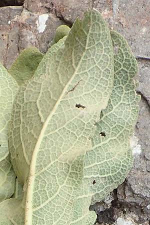 Verbascum glomeratum \ Knuel-Knigskerze, Samos Spatharei 17.4.2017