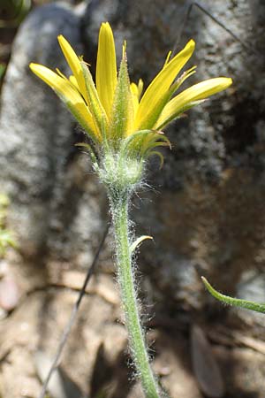 Scorzonera sublanata \ Schwach-Wollige Schwarzwurzel, Samos Zoodochos Pigi 11.4.2017