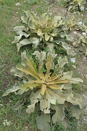 Verbascum glomeratum \ Knuel-Knigskerze, Samos Spatharei 17.4.2017