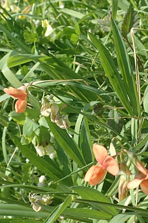 Lathyrus gorgoni \ Orangefarbige Platterbse, Samos Ireon 13.4.2017