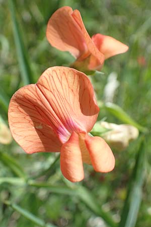 Lathyrus gorgoni \ Orangefarbige Platterbse, Samos Mykali 19.4.2017