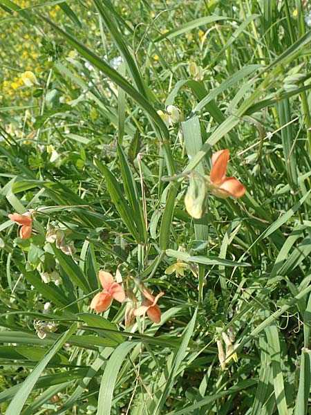 Lathyrus gorgoni \ Orangefarbige Platterbse / Orange Vetchling, Samos Ireon 13.4.2017