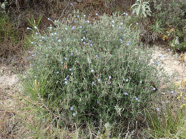 Lithodora hispidula \ Borstiger Steinsame / Shrubby Gromwell, Samos Kokkari 12.4.2017