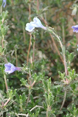 Lithodora hispidula \ Borstiger Steinsame / Shrubby Gromwell, Samos Kokkari 12.4.2017