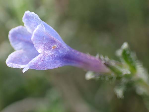 Lithodora hispidula \ Borstiger Steinsame, Samos Kokkari 12.4.2017