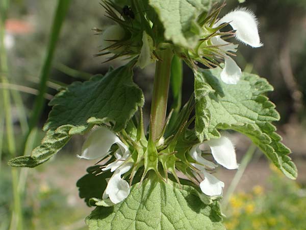 Lamium moschatum \ Moschus-Taubnessel, Samos Pythagorio 13.4.2017