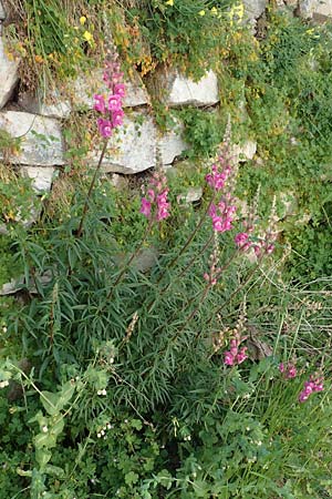 Antirrhinum majus \ Groes Lwenmaul / Snapdragon, Samos Kamara 16.4.2017