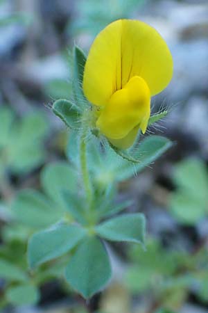 Lotus edulis \ Essbarer Hornklee / Edible Bird's-Foot Trefoil, Samos Potami 15.4.2017