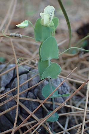 Lathyrus pseudoaphaca \ Falsche Ranken-Platterbse, Samos Kallithea 18.4.2017