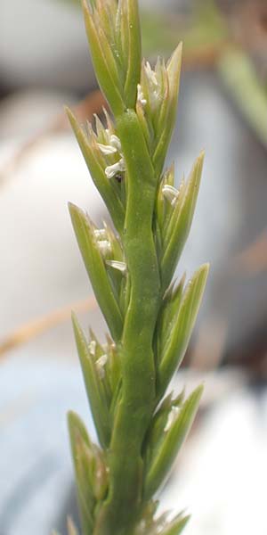 Lolium rigidum subsp. lepturoides \ Lepturus-hnliches Weidelgras / Eastern Rye-Grass, Samos Mykali 19.4.2017
