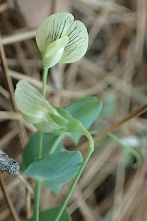 Lathyrus pseudoaphaca / False Yellow Vetchling, Samos Kallithea 18.4.2017