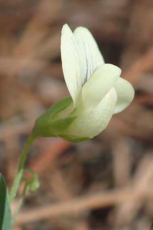 Lathyrus pseudoaphaca \ Falsche Ranken-Platterbse / False Yellow Vetchling, Samos Kallithea 18.4.2017