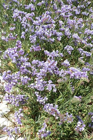 Limonium sinuatum / Winged Sea Lavender, Samos Mykali 19.4.2017