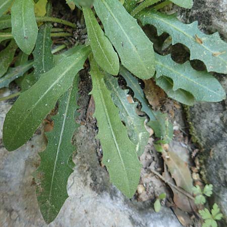 Leontodon tuberosus \ Knolliger Lwenzahn / Tuberous Hawkbit, Samos Potami 15.4.2017