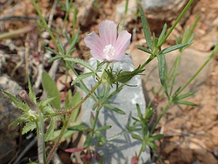 Malva cretica \ Kretische Malve / Mediterranean Mallow, Samos Spatharei 17.4.2017