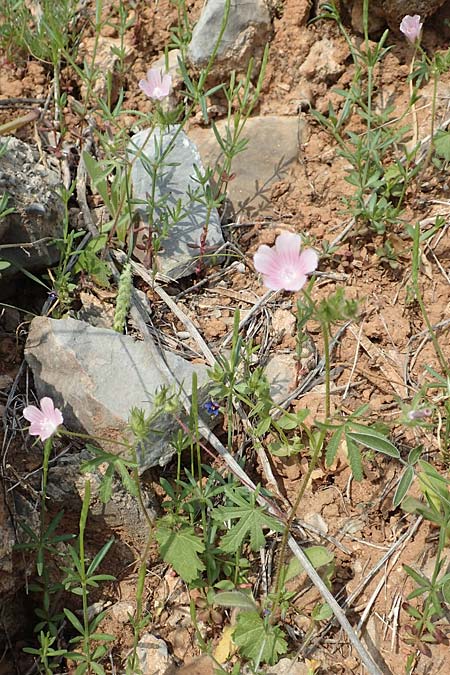 Malva cretica \ Kretische Malve / Mediterranean Mallow, Samos Spatharei 17.4.2017