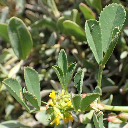 Medicago polymorpha \ Rauer Schneckenklee, Schwarzer Schneckenklee / Toothed Medick, Spotted Medick, Samos Psili Ammos 16.4.2017