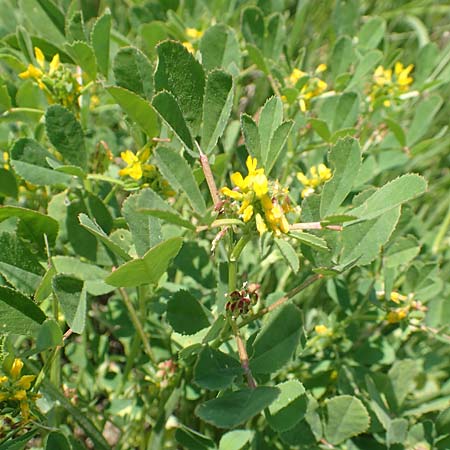 Medicago polymorpha \ Rauer Schneckenklee, Schwarzer Schneckenklee / Toothed Medick, Spotted Medick, Samos Psili Ammos 16.4.2017