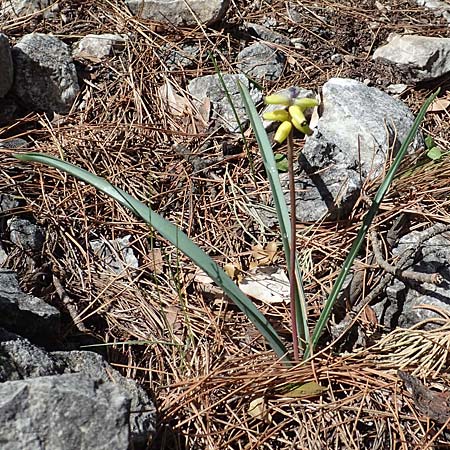 Muscari macrocarpum \ Grofrchtige Traubenhyazinthe, Samos Kallithea 18.4.2017