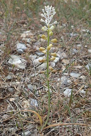 Muscari weissii \ Weiss' Traubenhyazinthe, Samos Spatharei 17.4.2017