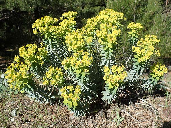 Euphorbia myrsinites \ Myrten-Wolfsmilch, Walzen-Wolfsmilch / Myrtle Spurge, Samos Kallithea 18.4.2017