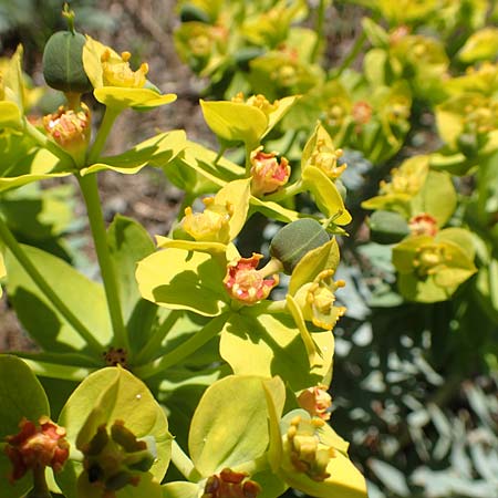 Euphorbia myrsinites \ Myrten-Wolfsmilch, Walzen-Wolfsmilch / Myrtle Spurge, Samos Kallithea 18.4.2017